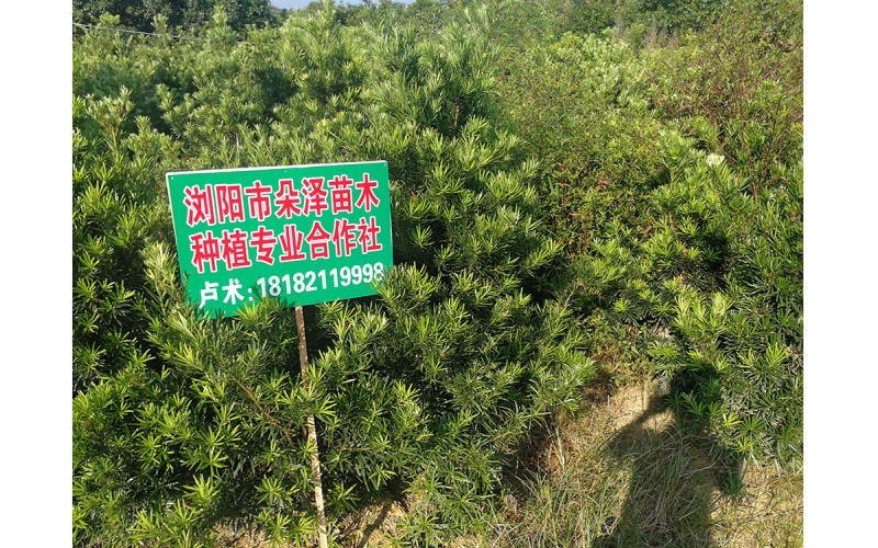 湖南華苑苗木基地實(shí)拍5