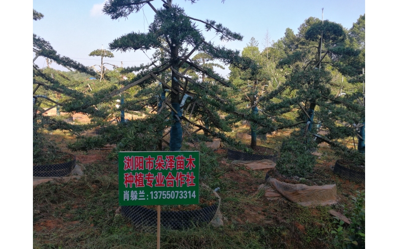 羅漢松基地