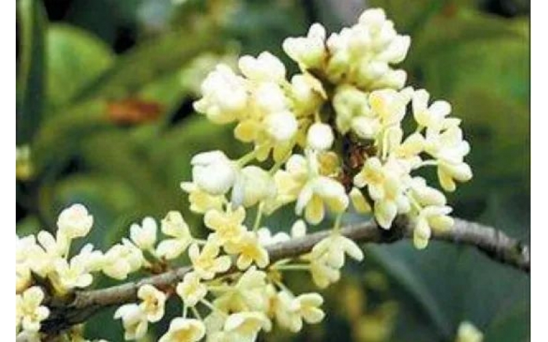 金桂花樹(shù)苗怎么種植
