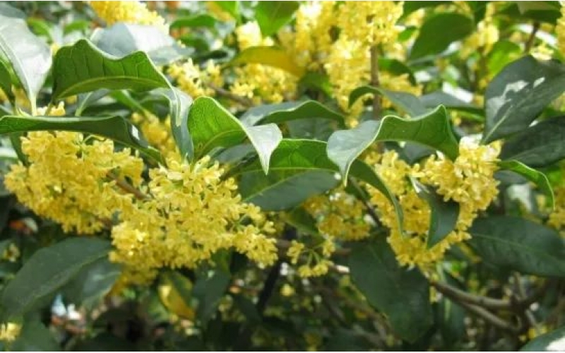 桂花樹(shù)的栽培技術(shù)：喜陽(yáng)光、好溫暖、耐高溫、不耐寒