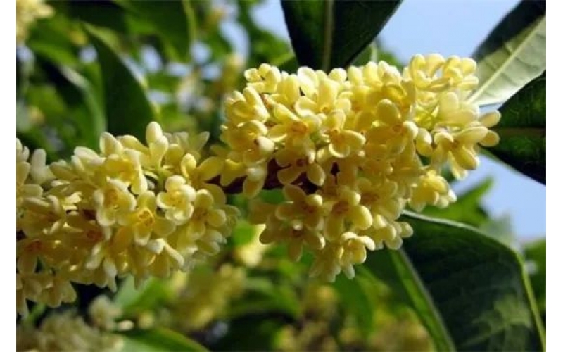 桂花用什么樹(shù)嫁接，大葉女貞/冬青/水蠟/流蘇樹(shù)做砧木都行
